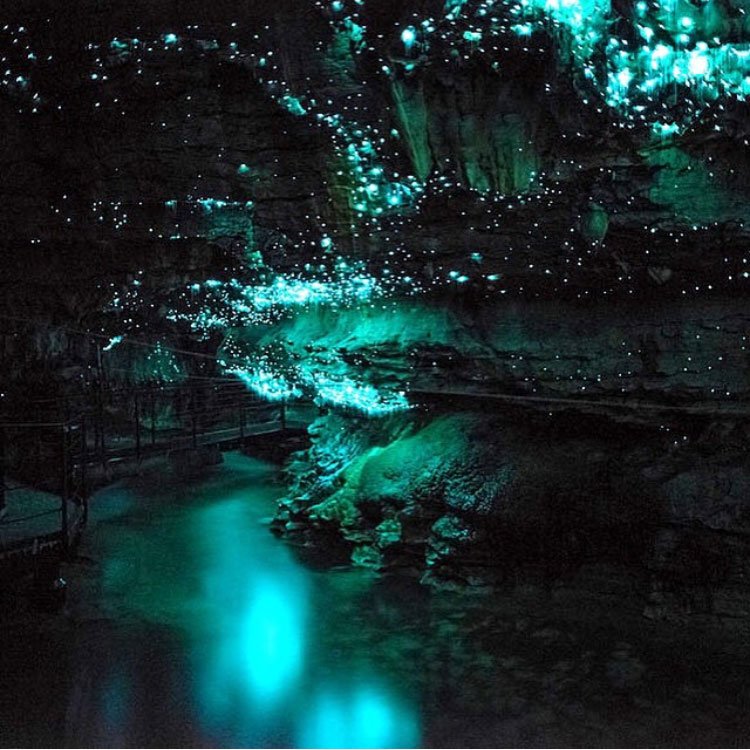 nova zelandia auckland waitomo glowworm caves