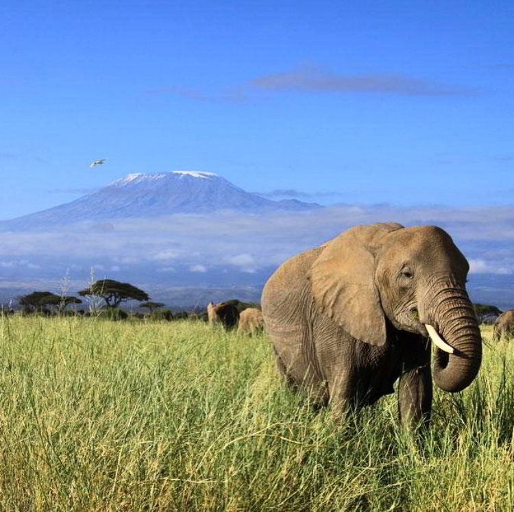 kenya elefante