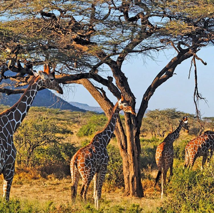 kenya tanzania girafas