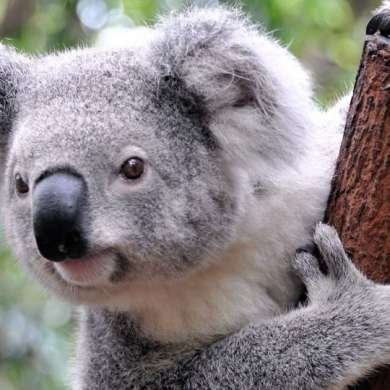 Austrália